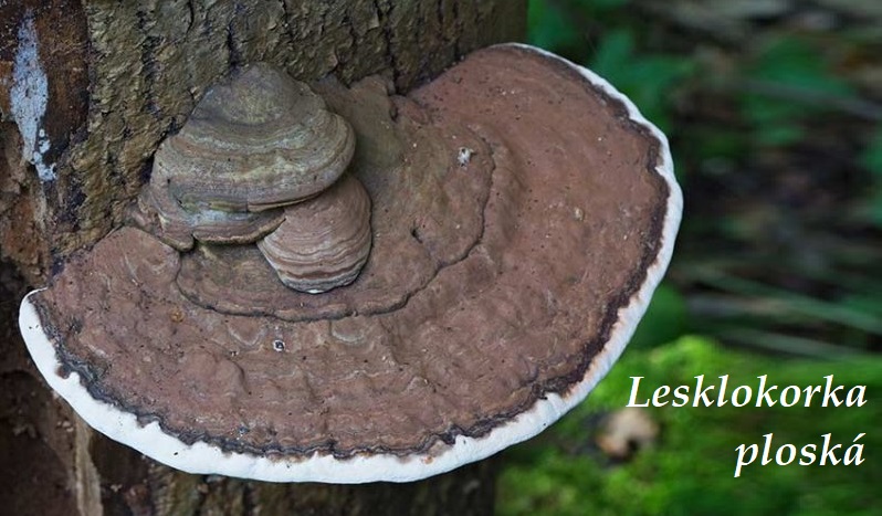 Lesklokorka ploská - účinky na zdraví, co léčí, použití, užívání, využití 