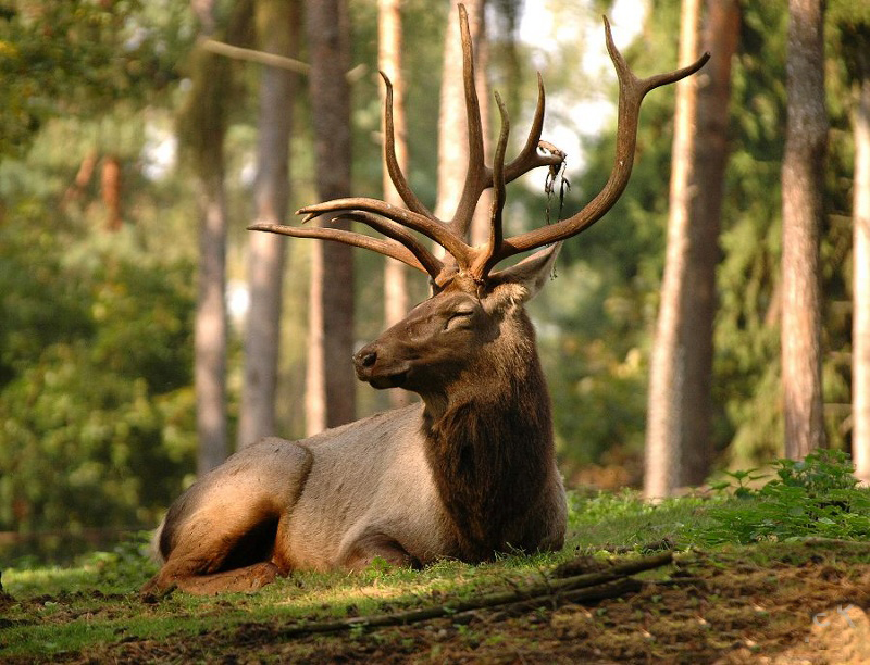 Jelen maral, leuzea saflorová, maralí kořen