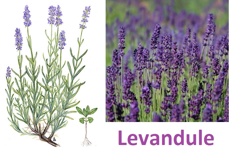 Levandule - účinky na zdraví, co léčí, použití, užívání, využití