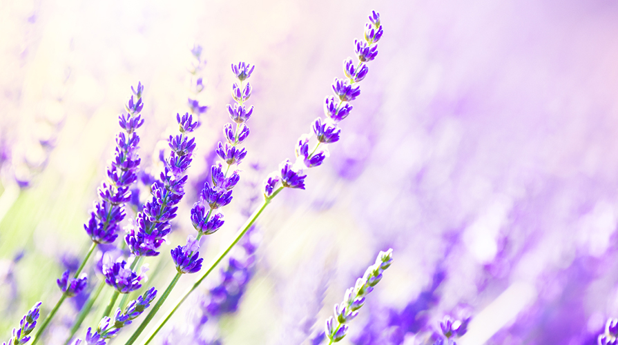 levandulovy liker recept postup navod priprava suroviny ingredience