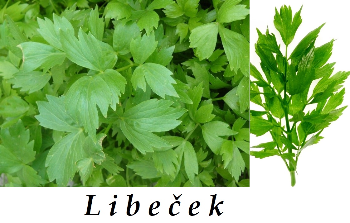 Libeček, magi - účinky na zdraví, co léčí, použití, užívání, využití