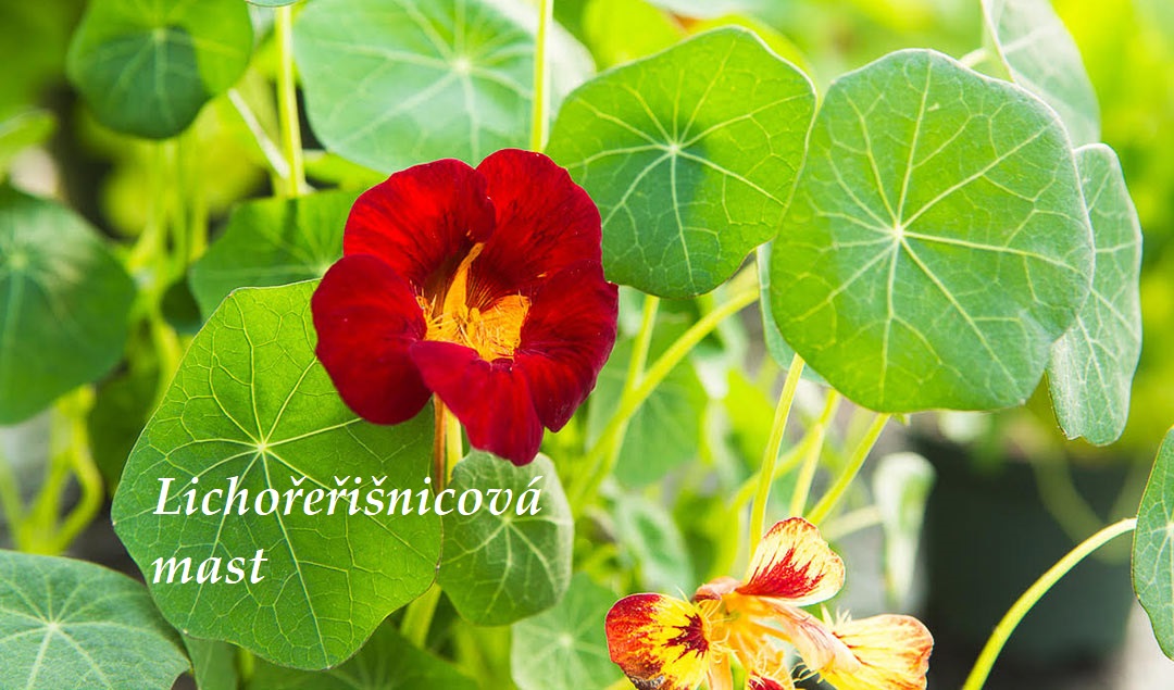 Lichořeřišnicová mast - recept, postup, návod, příprava, suroviny, ingredience