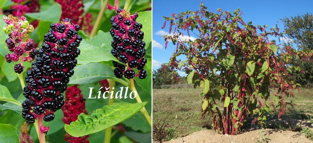 Líčidlo jedlé a americké - účinky na zdraví, co léčí, použití, užívání, využití