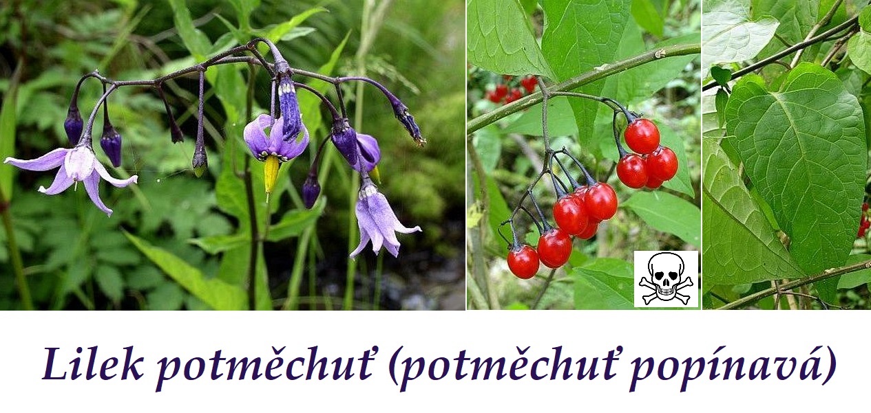 Lilek potměchuť (potměchuť popínavá) - účinky na zdraví, co léčí, použití, užívání, využití, dávkování, co sbíráme