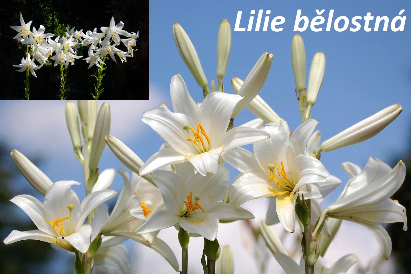 Lilie účinky na zdraví co léčí použití užívání využití pěstování přezimování