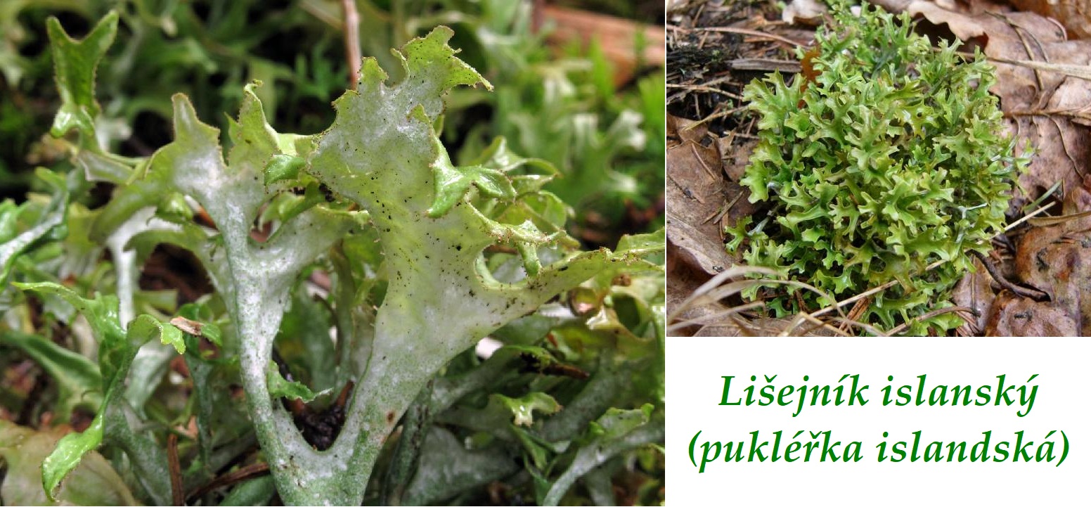Lišejník islanský, pukléřka  - účinky na zdraví, co léčí, použití, užívání, využití, pěstování