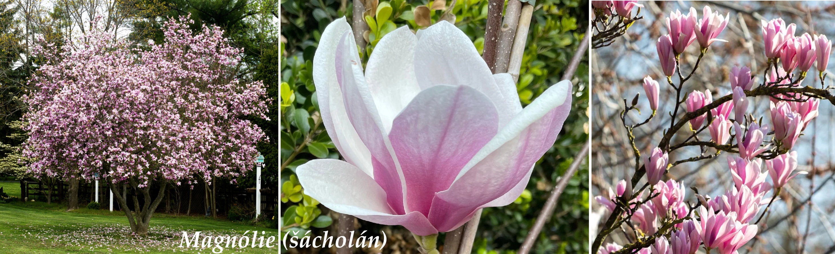 Magnólie, šácholan - účinky na zdraví, použití, využití, zajímavosti, pěstování, botanický popis, legendy