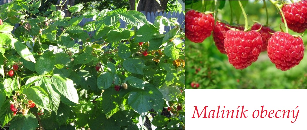 Maliny, maliník - účinky na zdraví, co léčí, použití, užívání, využití, pěstování, škůdci a nemoci malin