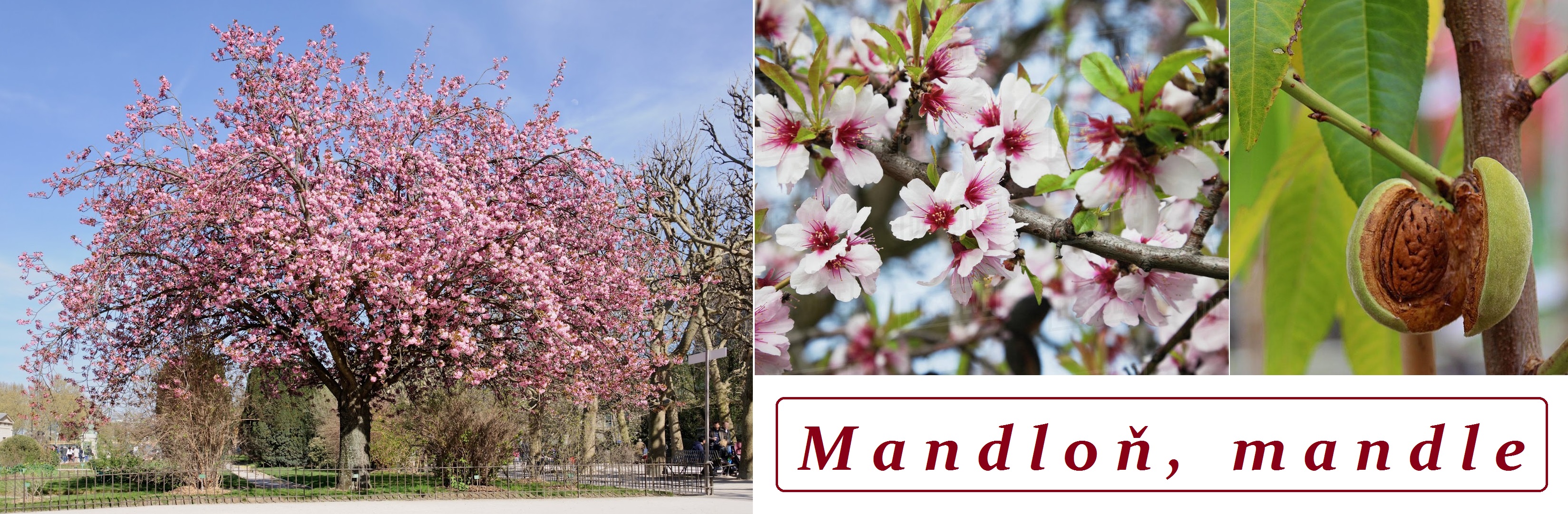 Mandle, mandloň - účinky na zdraví, co léčí, použití, užívání, využití, pěstování