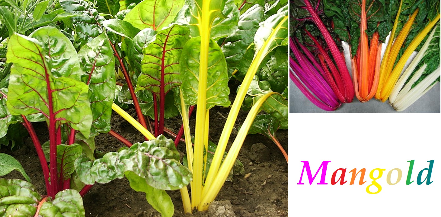 Mangold - účinky na zdraví, co léčí, použití, užívání, využití, pěstování, škůdci a nemoci mangoldu