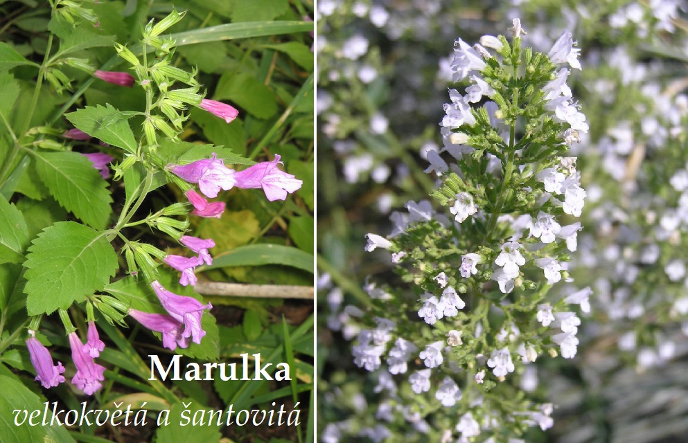 Marulka účinky na zdraví použití užívání využití pěstování