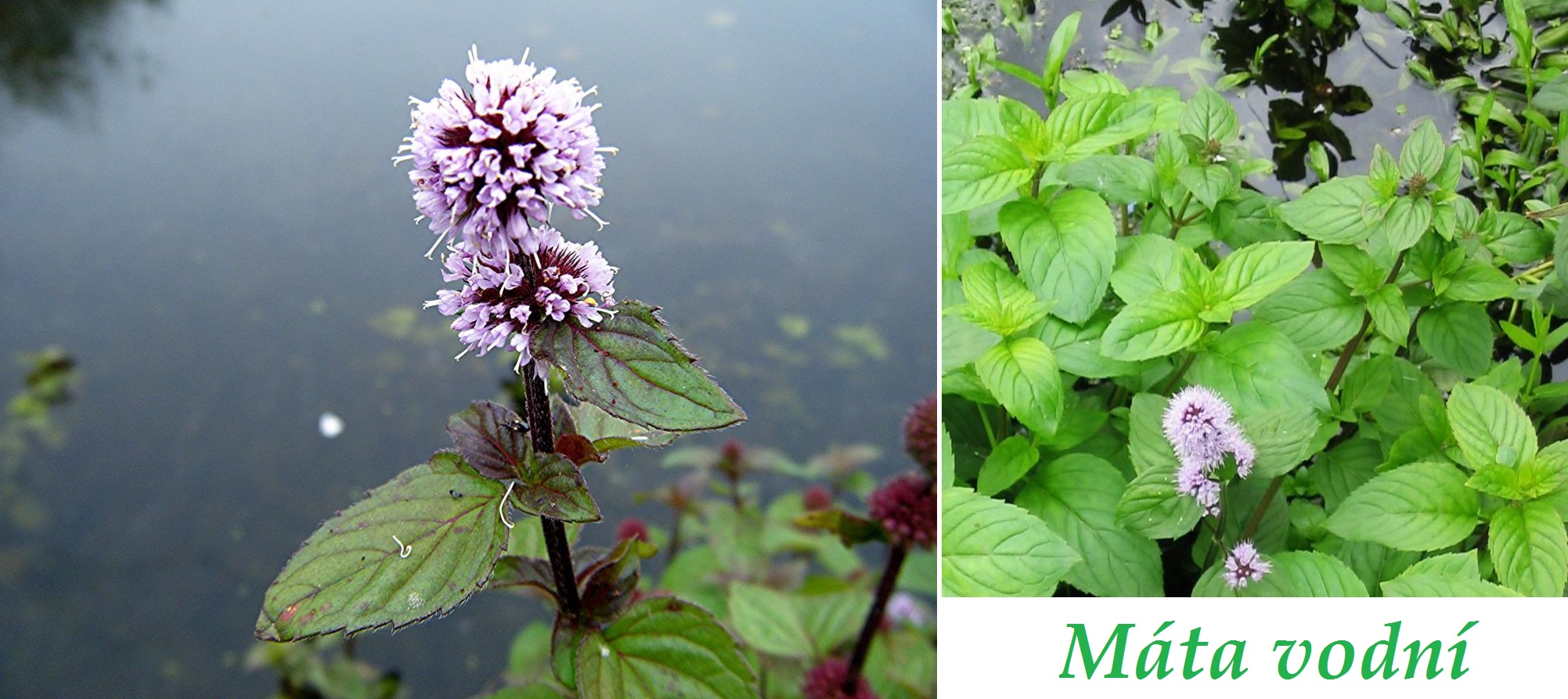 mata vodni ucinky na zdravi co leci pouziti uzivani vyuziti