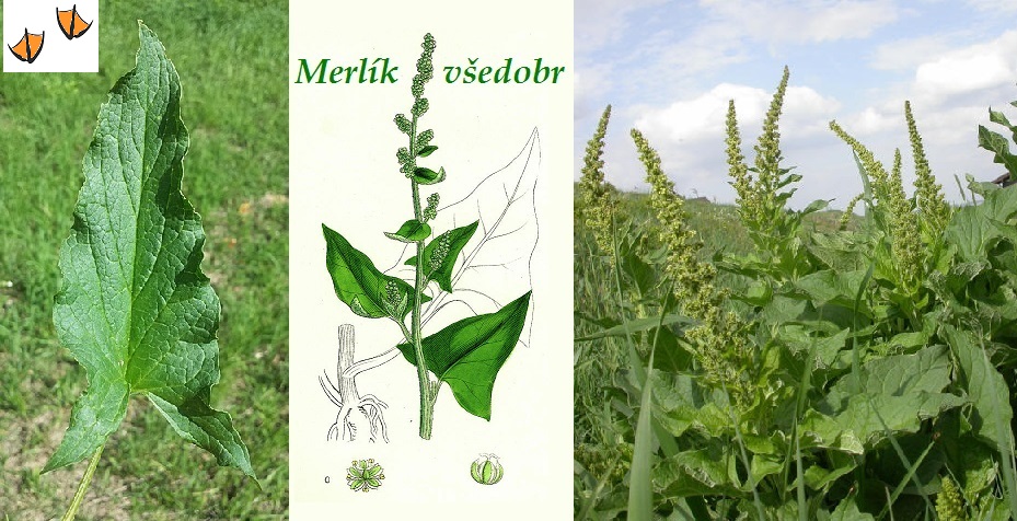 Merlík všedobr účinky na zdraví použití užívání využití pěstování