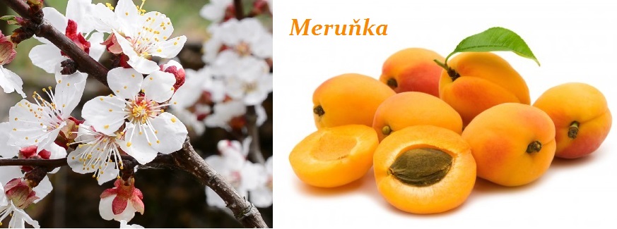 Meruňka - účinky na zdraví, co léčí, použití, užívání, využití, pěstování, nemoci