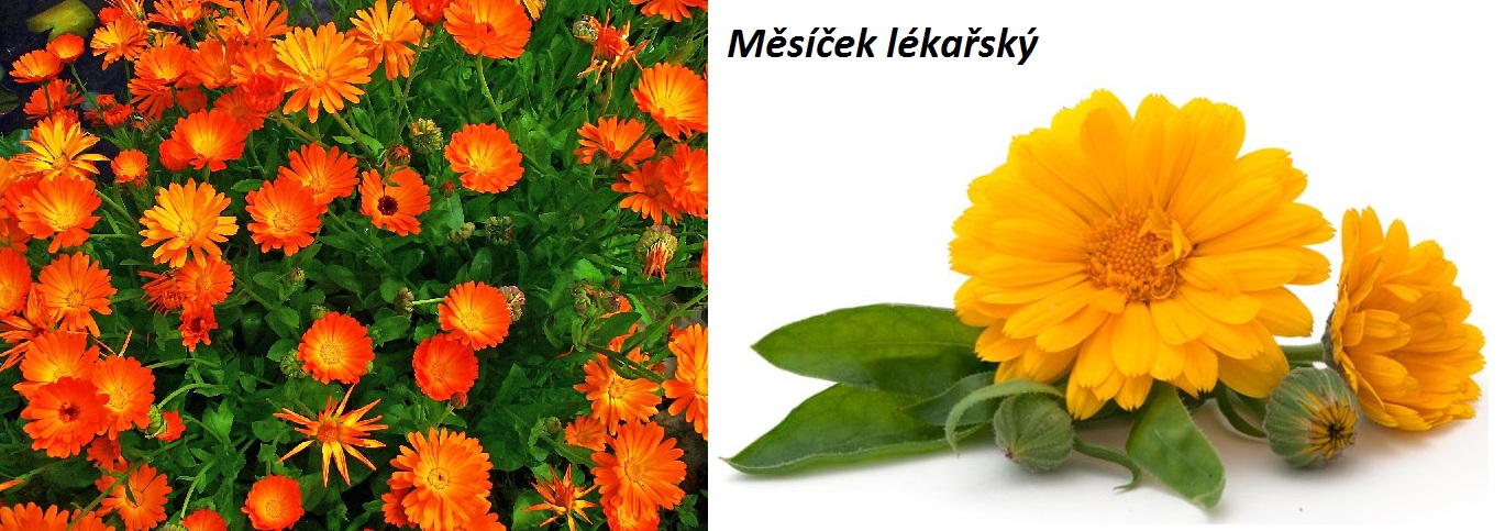 mesicek-lekarsky-ucinky-na-zdravi-co-leci-pouziti-uzivani