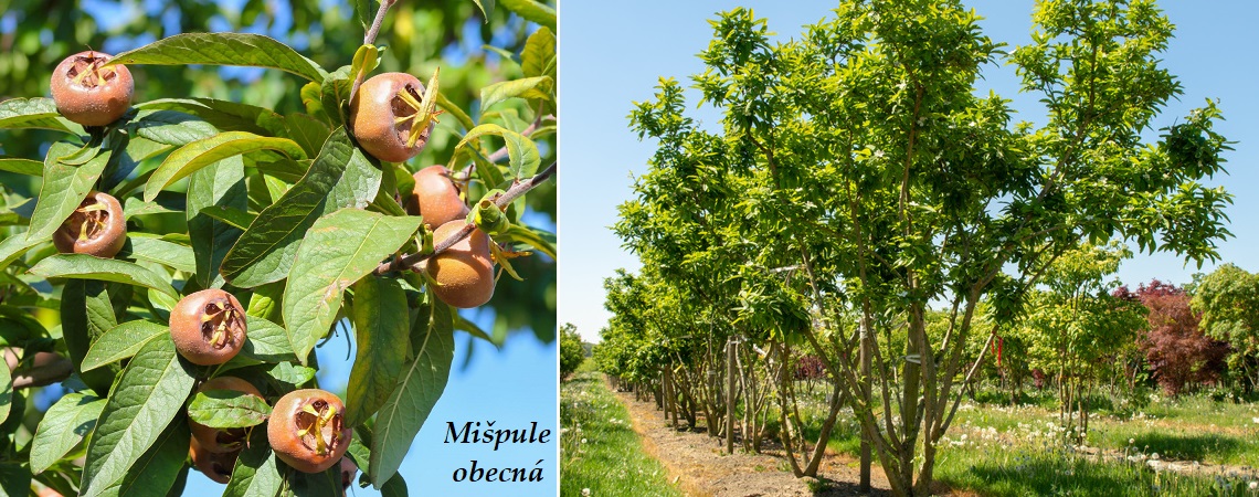 Mišpule obecná - účinky na zdraví, co léčí, použití, užívání, využití