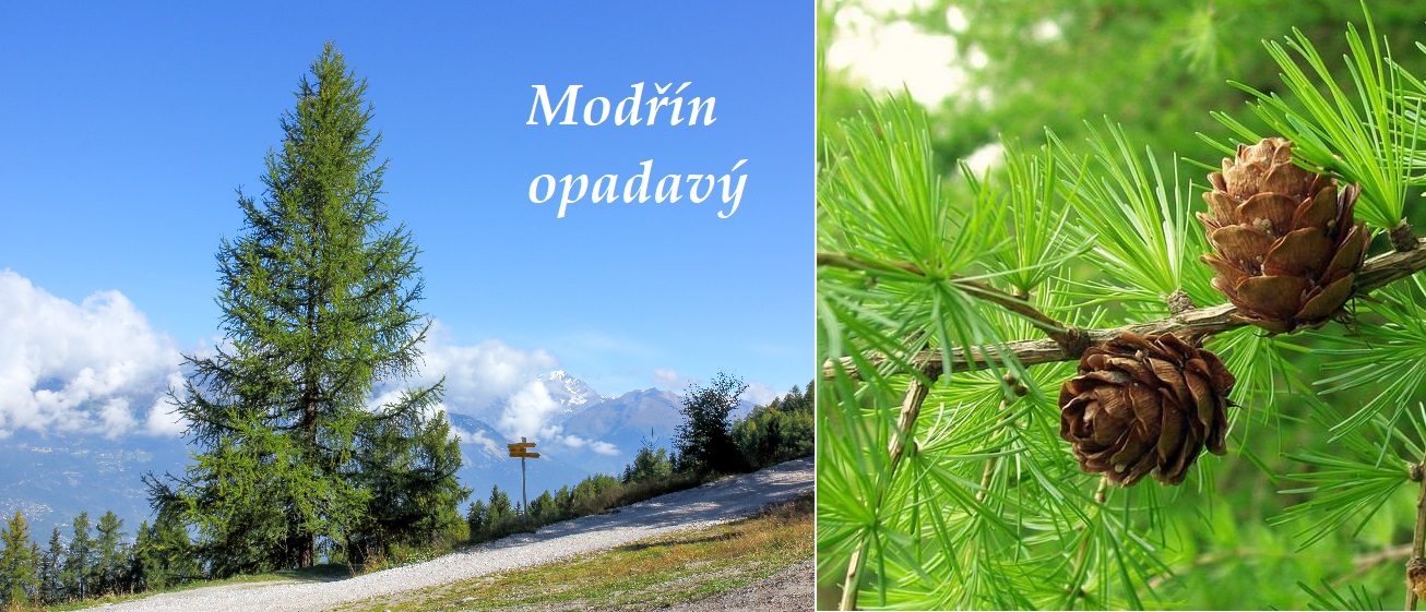 Modřín opadavý - účinky na zdraví, co léčí, použití, užívání, využití, pěstování