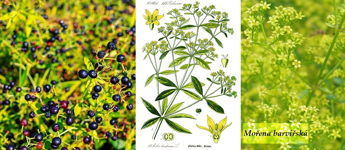 Mořena barvířská - účinky na zdraví, co léčí, použití, užívání, využití