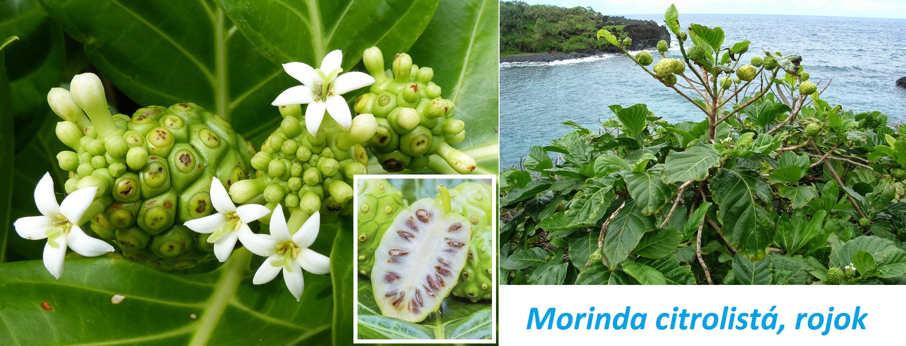 Morinda citrolistá, rojok citrolistý, Noni - účinky na zdraví, co léčí, použití, užívání, využití