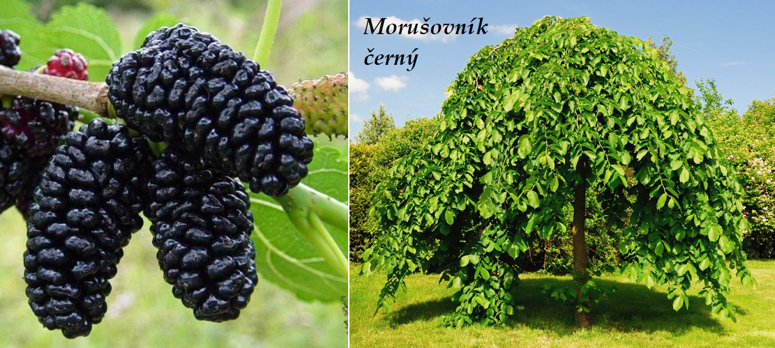 Morušovník černý, moruše - účinky na zdraví, co léčí, použití, užívání, využití