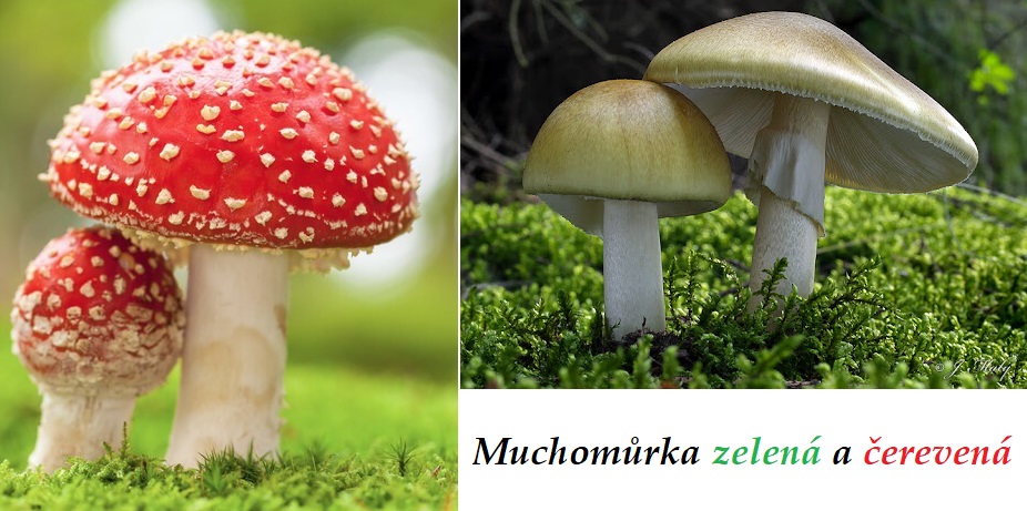 Muchomůrka červená, zelená - účinky na zdraví, co léčí, použití, užívání, využití