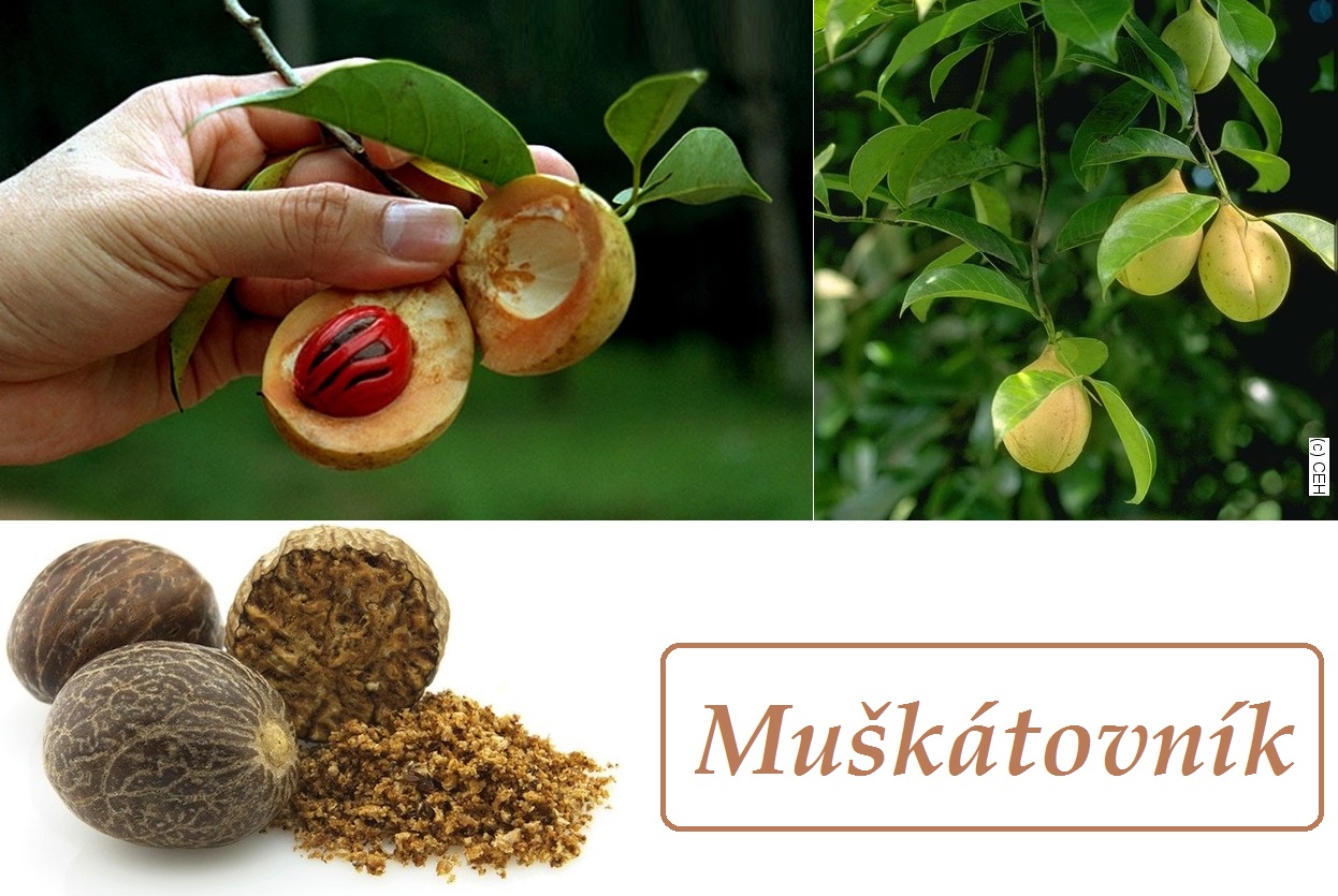 Muškátový oříšek, květ, muškátovník - účinky na zdraví, použití, užívání, využití, co léčí