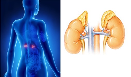 nadledvinky byliny bylinky babske rady caje tinktury obklady