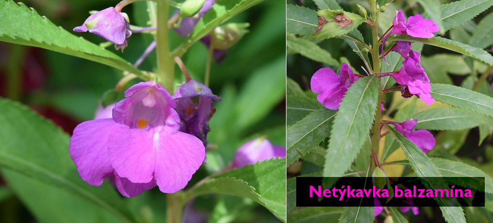Netýkavka balzamína - účinky na zdraví, co léčí, použití, užívání, využití