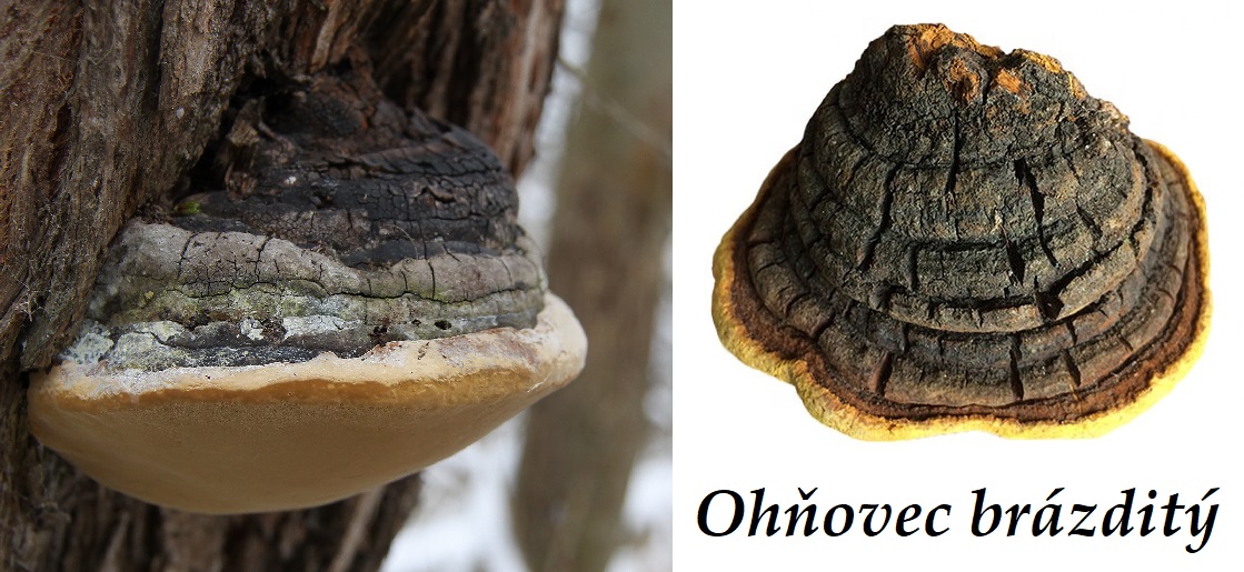 Ohňovec - účinky na zdraví, co léčí, použití, užívání, využití, dávkování, zpracování