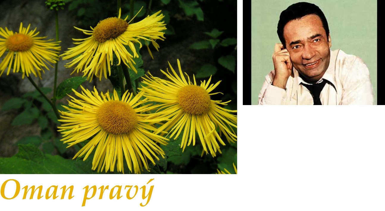 Oman - účinky na zdraví, co léčí, použití, užívání, využití