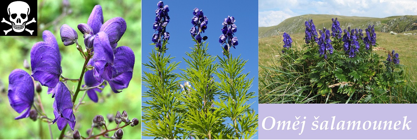 Oměj šalamounek - fotografie, účinky na lidský organismus, pověsti