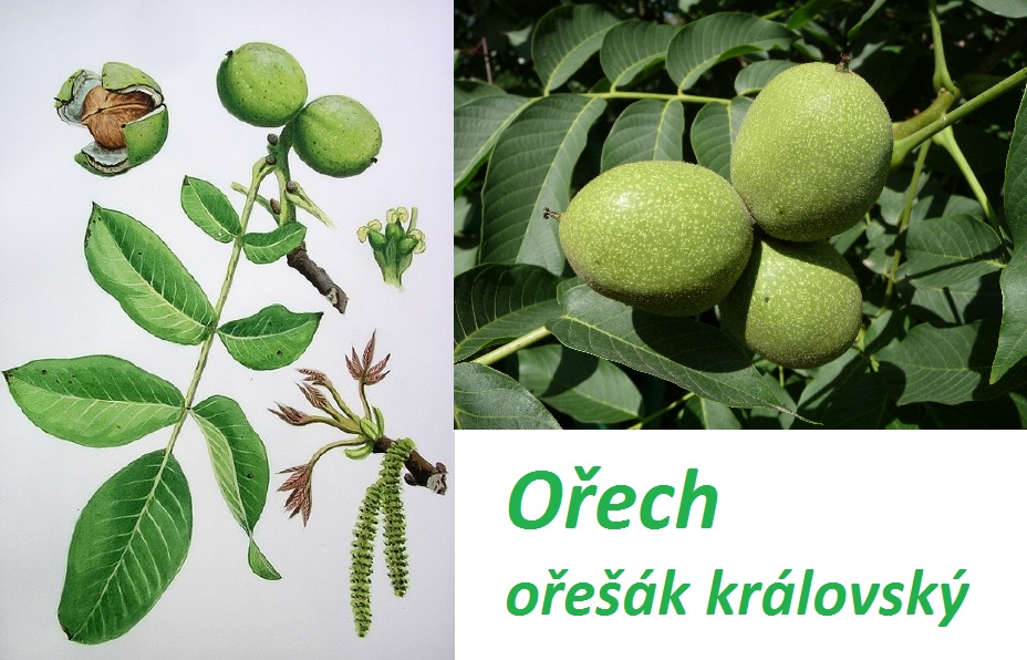 Ořech, ořešák jako bylina - účinky na zdraví, co léčí, použití, užívání, využití