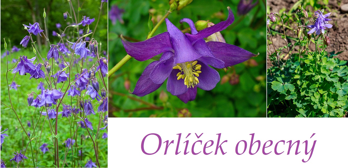 Orlíček - účinky na zdraví, co léčí, použití, užívání, využití, pěstování
