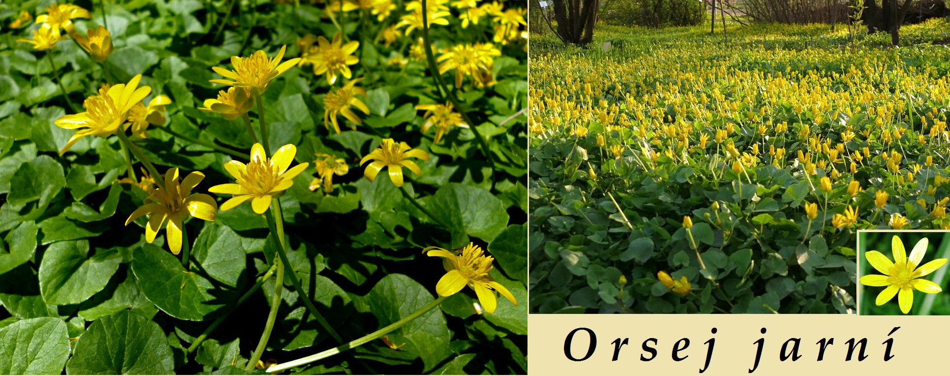 Orsej jarní - účinky na zdraví, co léčí, použití, užívání, využití