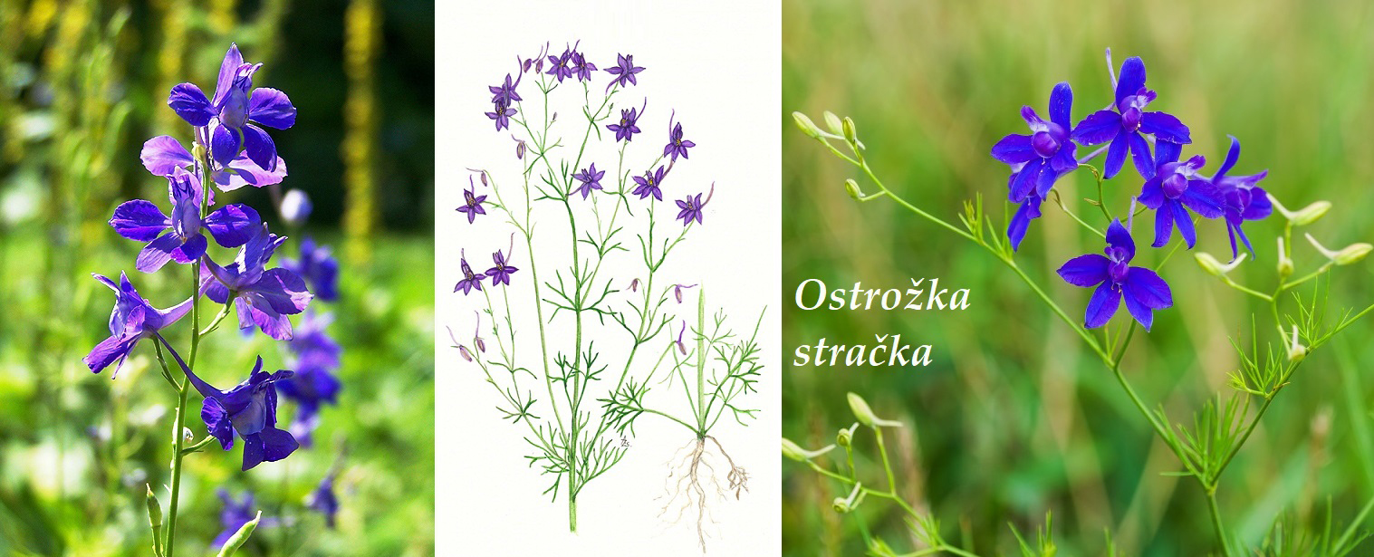 Ostrožka stračka - účinky na zdraví, co léčí, použití, užívání, využití