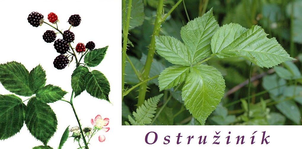 Ostružina, ostružiník - účinky na zdraví, co léčí, použití, užívání, využití