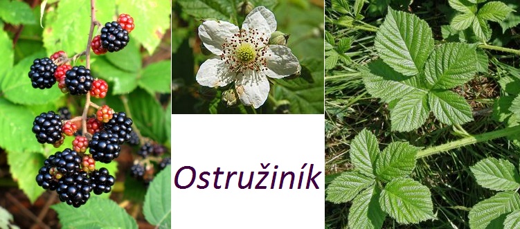 Ostružiny, ostružiník - účinky na zdraví, co léčí, použití, užívání, využití, pěstování, škůdci a nemoci ostružin