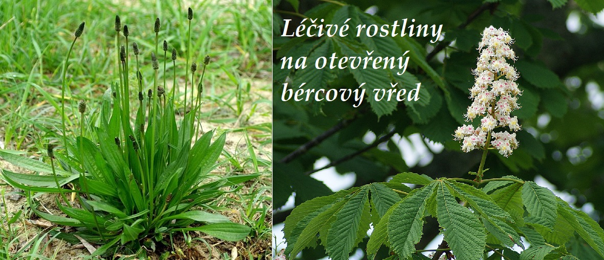 Otevřený krvácející bércový vřed - byliny, bylinky, léčivé rostliny