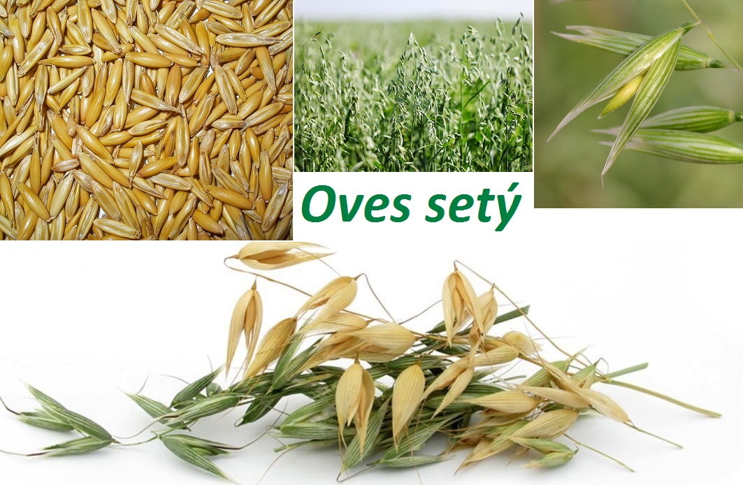 Oves - účinky na zdraví, co léčí, použití, užívání, využití, ovesný sliz