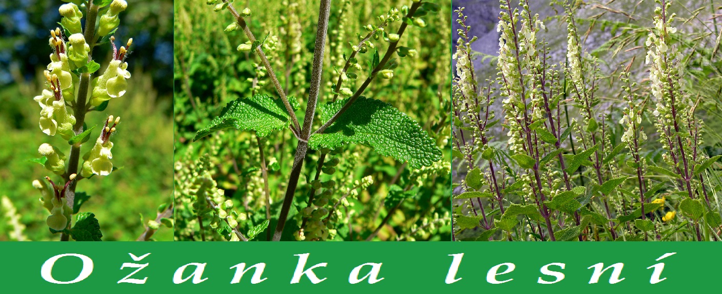 Ožanka lesní (divoká šalvěj) - účinky na zdraví, co léčí, použití, užívání, využití