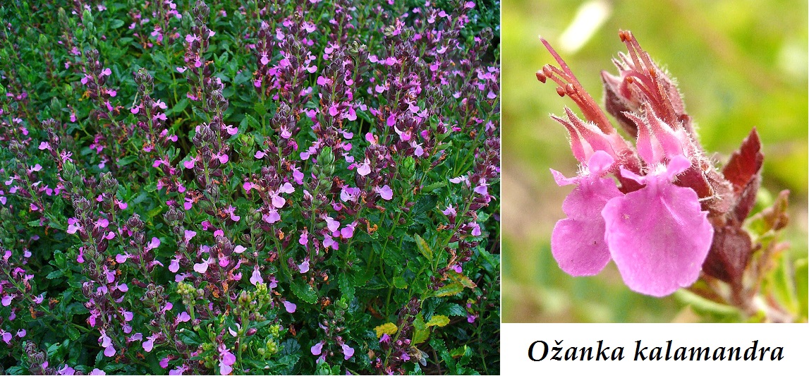 Ožanka kalamandra - účinky na zdraví, co léčí, použití, užívání, využití