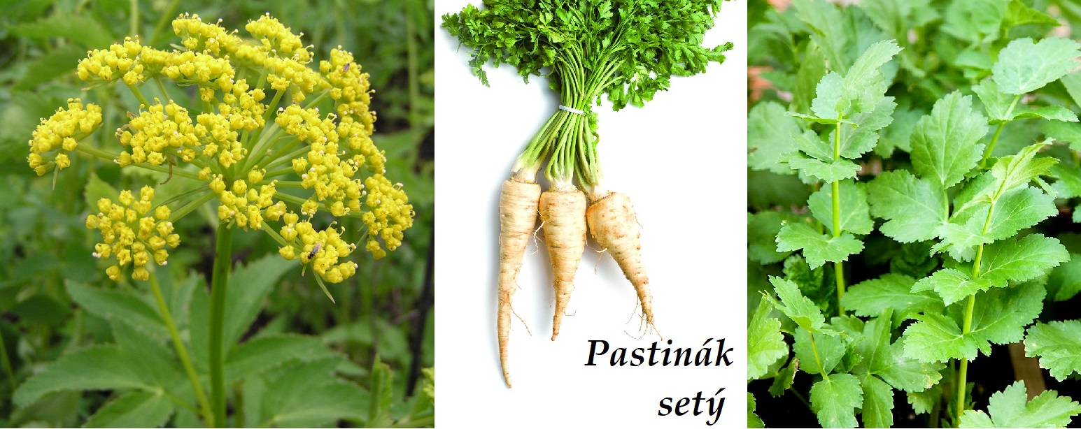 Pastinák setý - účinky na zdraví, co léčí, použití, užívání, využití, pěstování