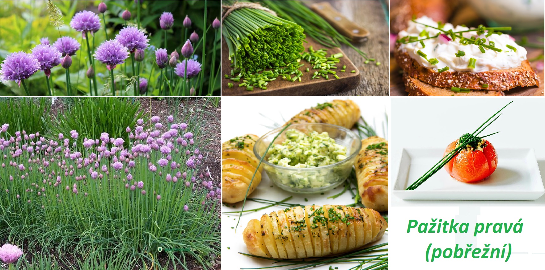 Pažitka - účinky na zdraví, co léčí, použití, užívání, využití, pěstování, přezimování