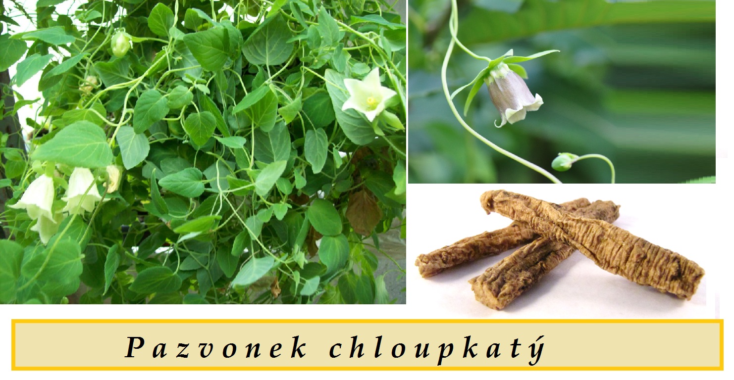 pazvonek-chloupkaty-ucinky-na-zdravi-pouziti-uzivani-vyuziti-co-leci