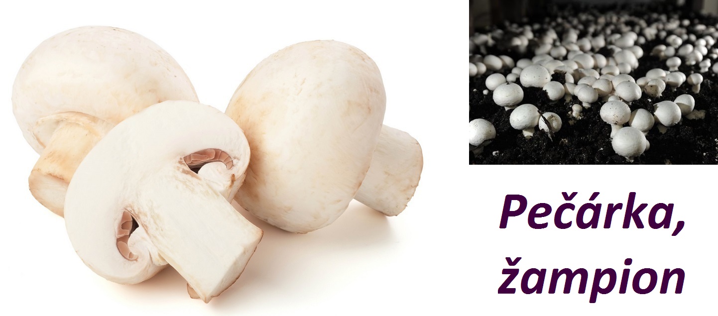 Pečárka, žampion - účinky na zdraví, co léčí, použití, užívání, využití, pěstování