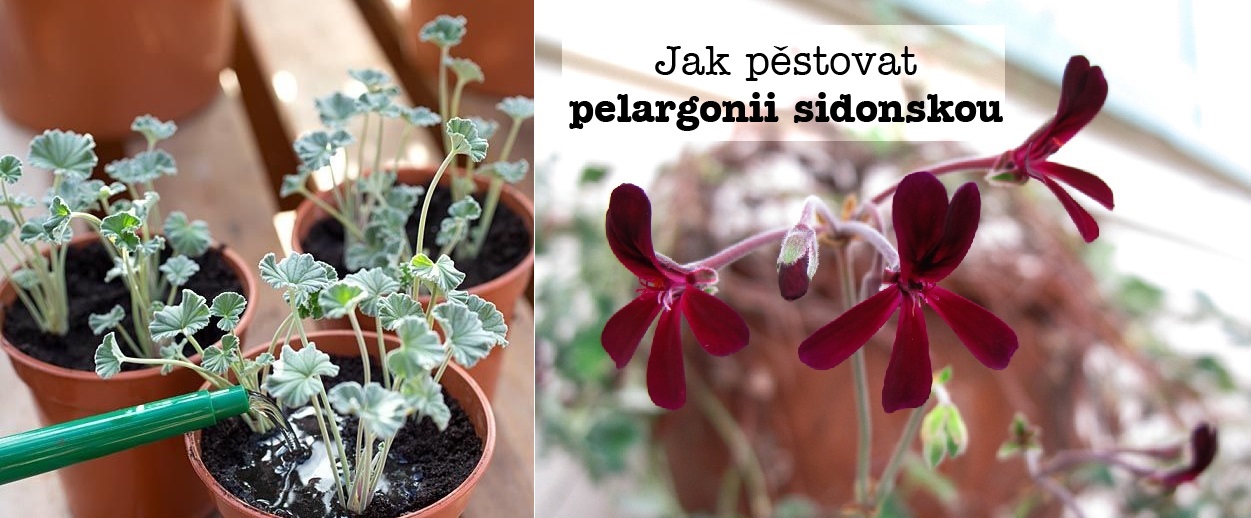 Pelargonie sidonská - pěstování, rozmnožování, zálivka, zazimování, přezimování