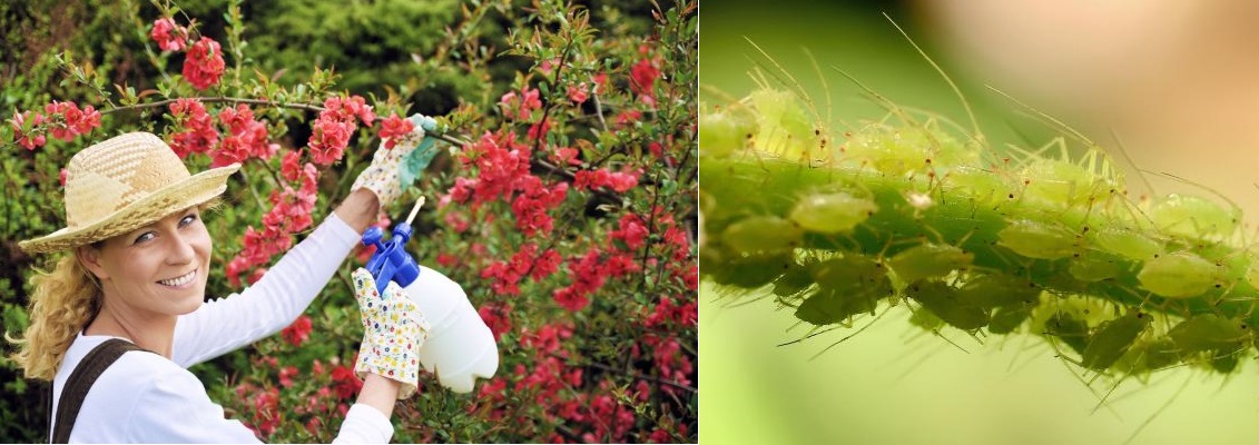 Přírodní postřik z rebarbory proti mšicím, rebarborový postřik na mšice - recept, postup, návod, příprava