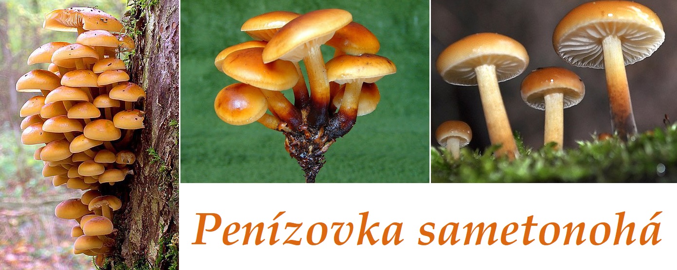 Penízovka sametonohá - účinky na zdraví, co léčí, použití, užívání, využití, pěstování