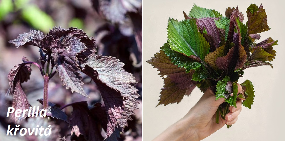 Perila, perrila křovitá - účinky na zdraví, použití v kuchyni do salátu s bylinkami, pěstování
