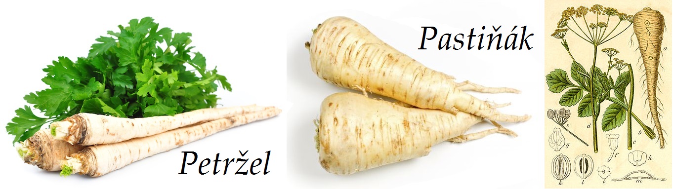 Petržel - účinky na zdraví, co léčí, použití, užívání, využití, pěstování, škůdci a nemoci petržele a pastiňáku